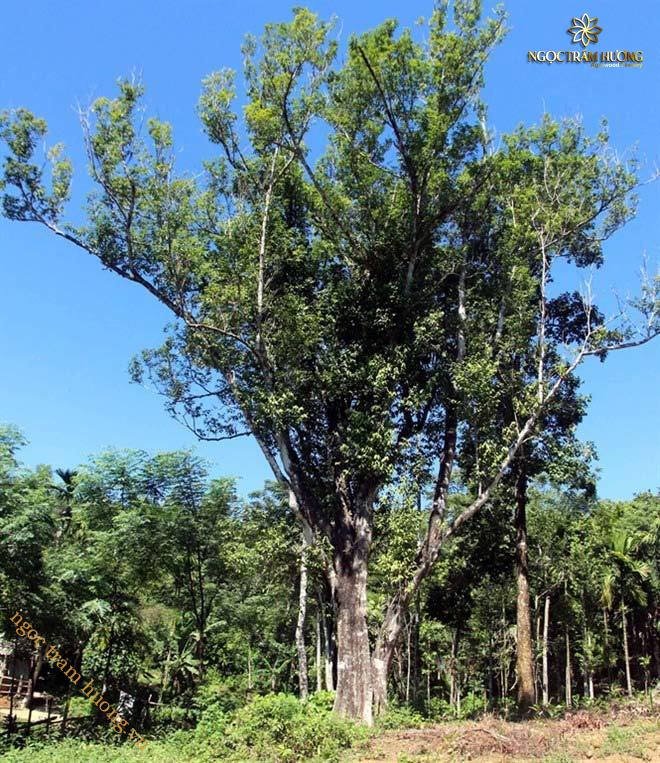 Vòng trầm hương từ thiên nhiên - Ngọc Trầm Hương Vòng trầm hương từ thiên nhiên - Ngọc Trầm Hương